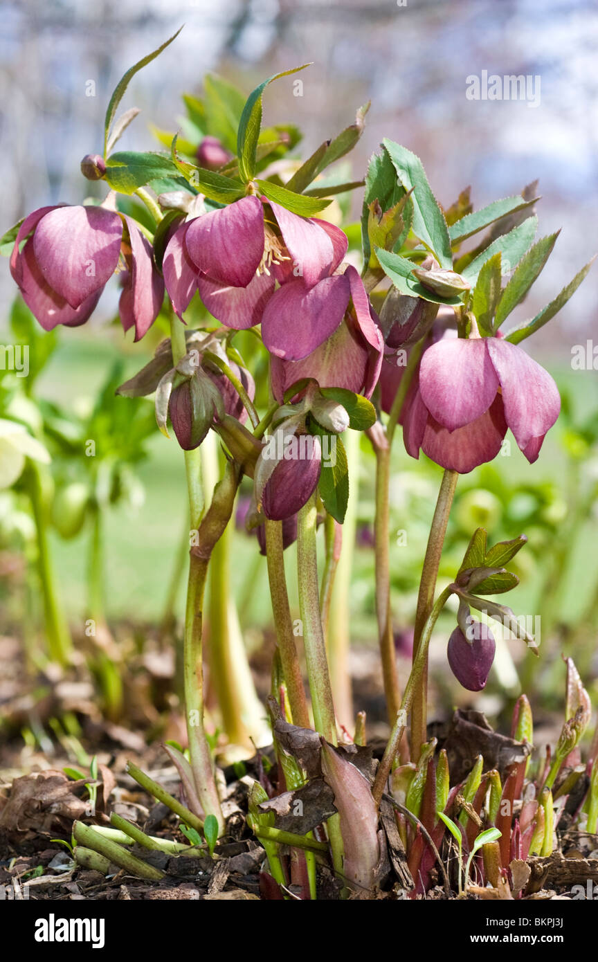 Pink, violet spring flowers of Lenten Rose, Helleborus orienalis, Ranunculaceae Stock Photo