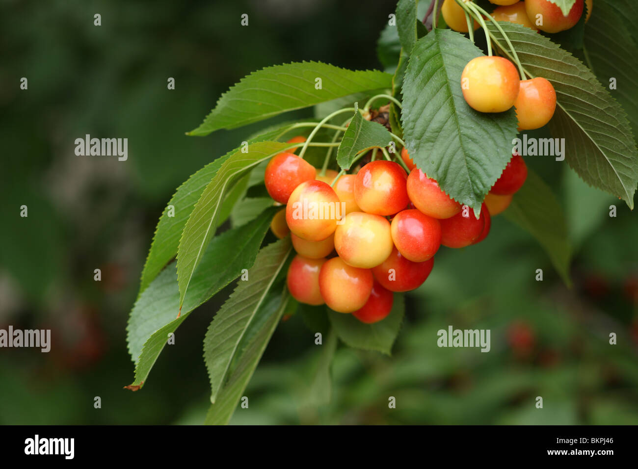 Ranier cherries on tree, closeup Stock Photo