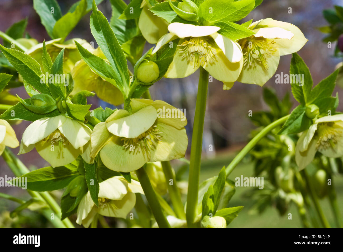 Yellow spring flowers of Lenten Rose, Helleborus orienalis, Ranunculaceae Stock Photo