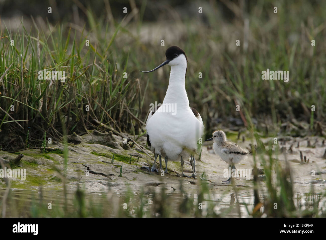 A Pied Avocet with chicks Stock Photo