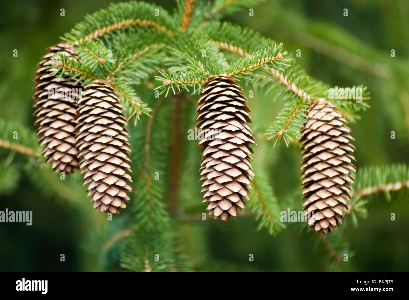 Branch and cones of Eastern white pine, Pinus strobus var Weeping Strain ,  USA, North America, sosna amerykanska,wejmutka Stock Photo