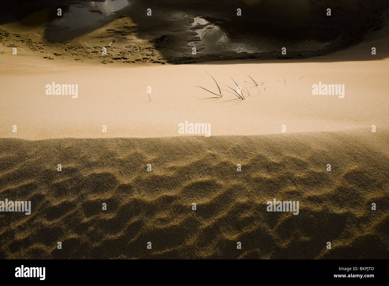 Biestarwegras op jonge duinen bij duinvorming op Texel. Sand Couch holding sand during dune formation. Ruben Smit Digital Image Archive Stock Photo