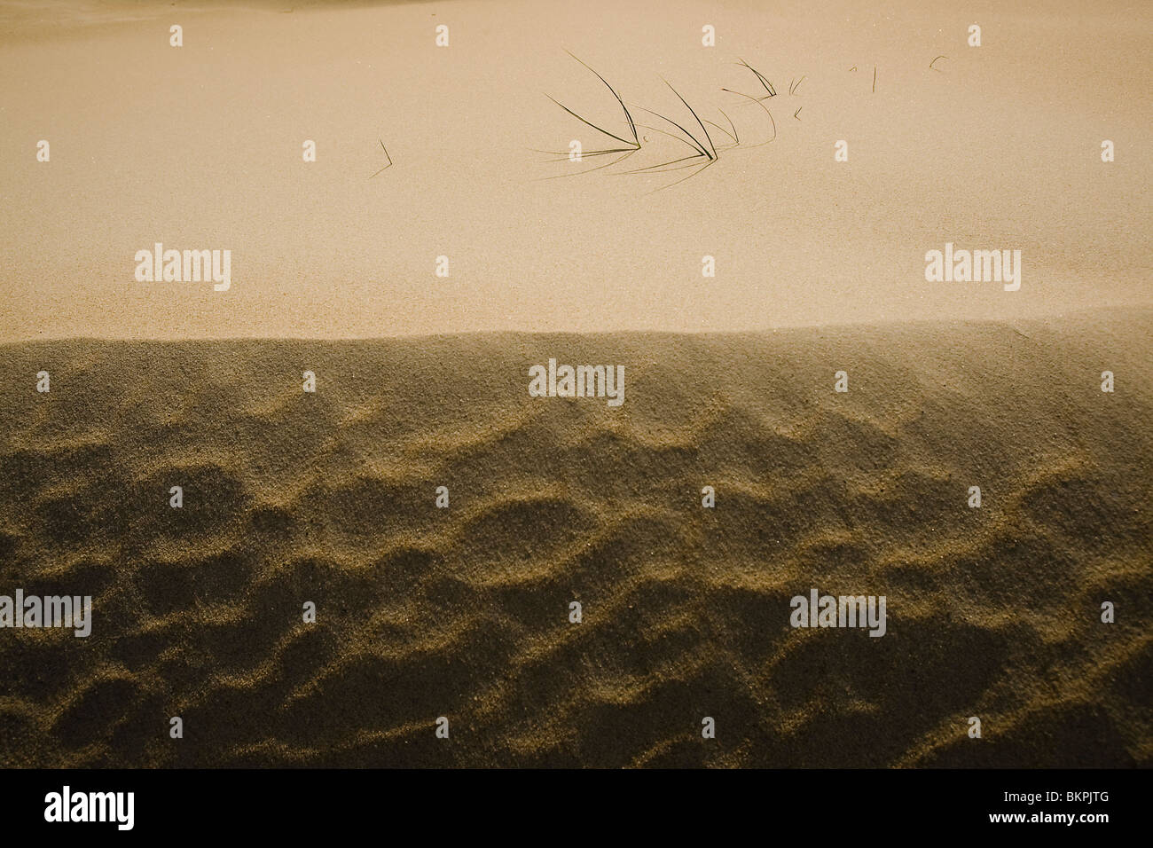Biestarwegras op jonge duinen bij duinvorming op Texel. Sand Couch holding sand during dune formation. Ruben Smit Digital Image Archive Stock Photo