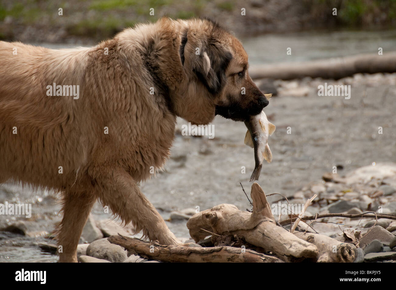 Anatolian shepherd dog with fish. Stock Photo