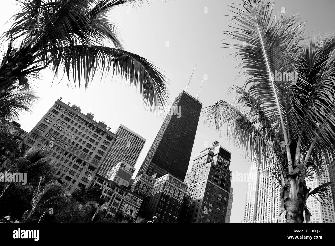 PALM TREES ON OAK STREET BEACH, GOLD COAST, CHICAGO, ILLINOIS, USA  Stock Photo