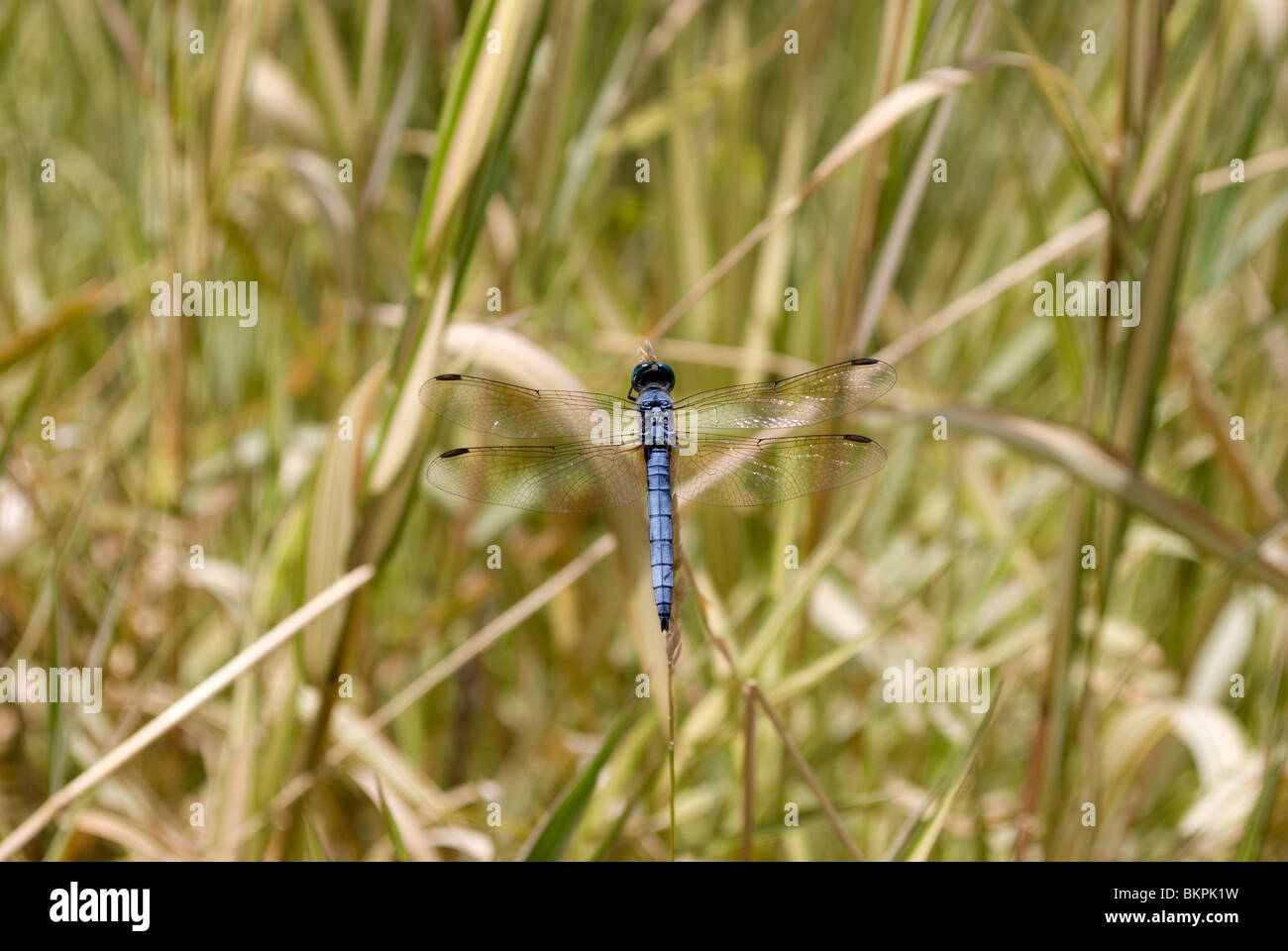 A male Blue Dasher Dragonfly (Pachydiplax longipennis) resting on the tip of a wild grass plant at the Rio Grande Botanic Garden Stock Photo