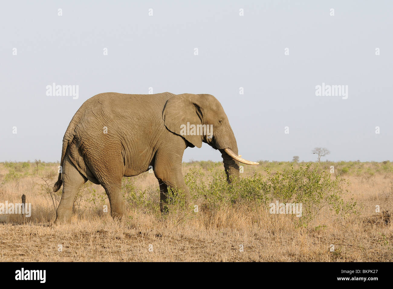 Olifant in zijaanzicht in savanne landschap, Elephant in sideview in savanna landscape Stock Photo