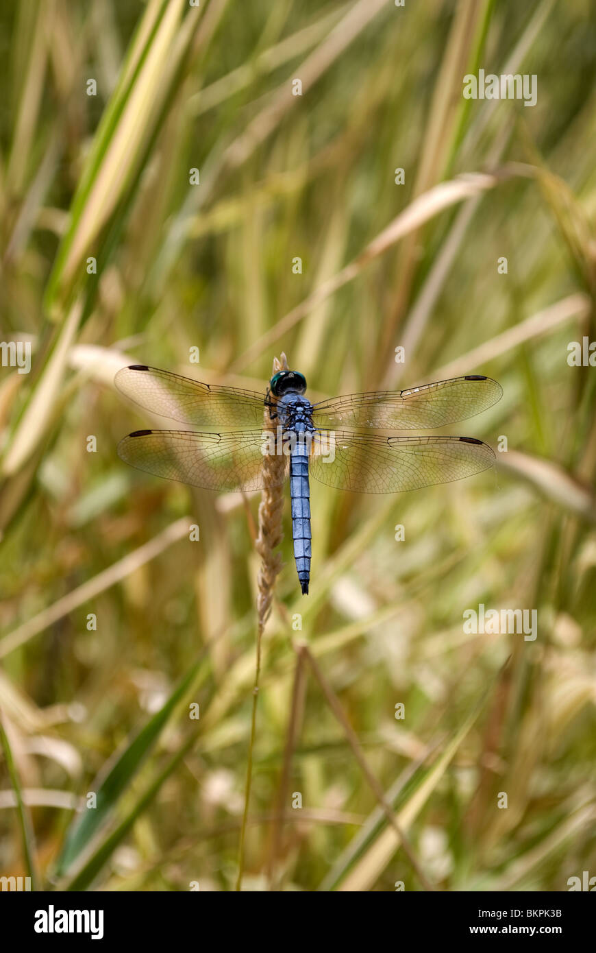 A male Blue Dasher Dragonfly (Pachydiplax longipennis) resting on the tip of a wild grass plant at the Rio Grande Botanic Garden Stock Photo