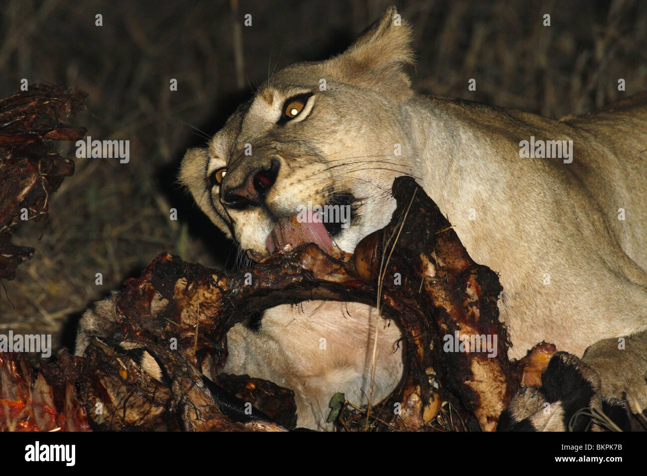 African Lioness feeding at night on a zebra kill, south, africa Stock Photo