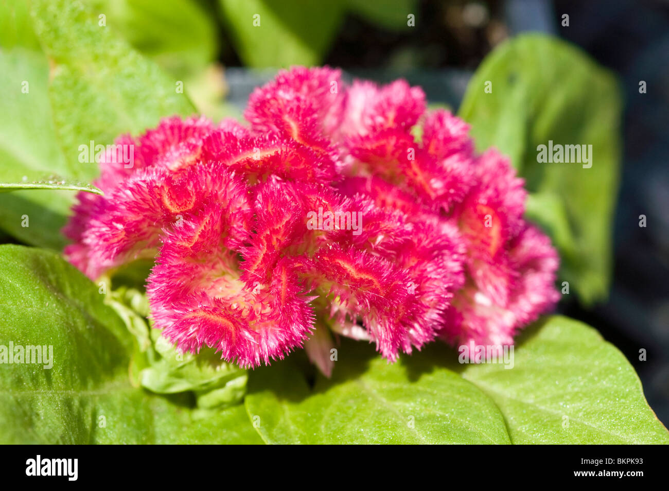 Red flower of celosia 'Jewelbox mix' Stock Photo