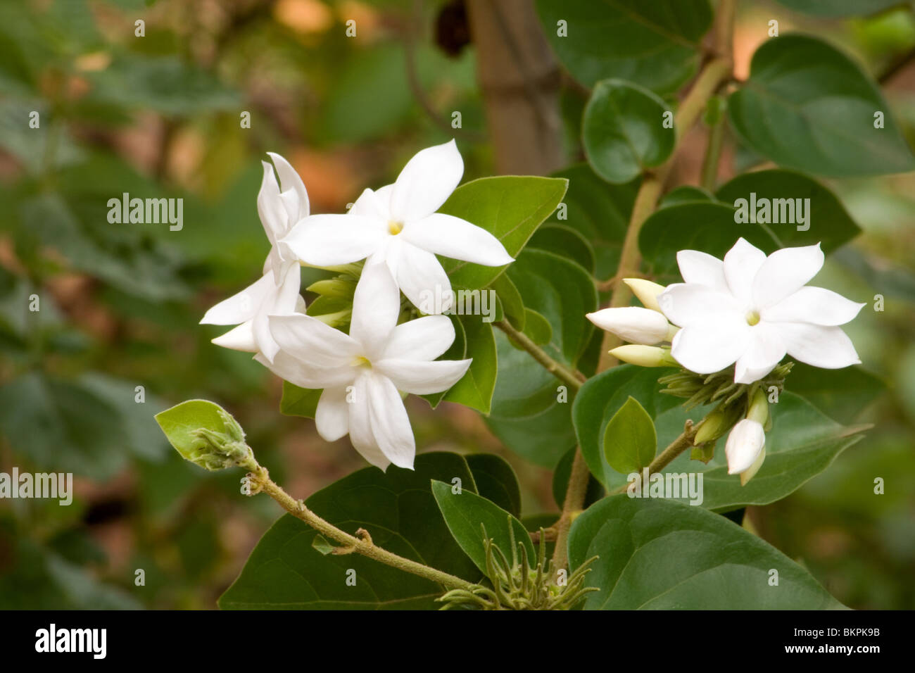 Jasmine Downy Jasmine (Jasminum multiflorum Stock Photo - Alamy