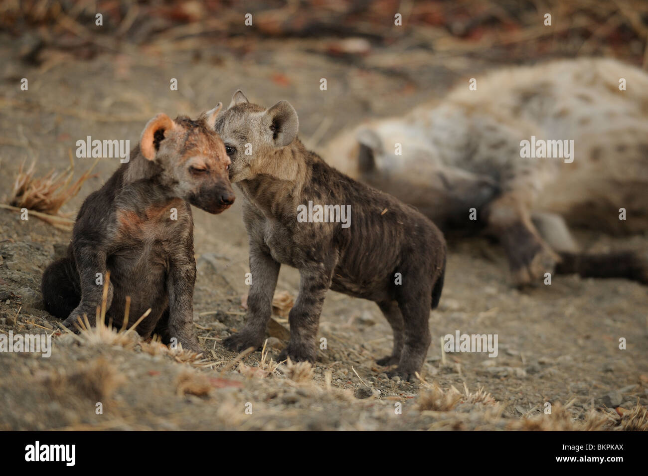 Twee jonge gevlekte hyenas met moeder liggend in zand, Two cubs of spotted hyena with mother laying in sand Stock Photo