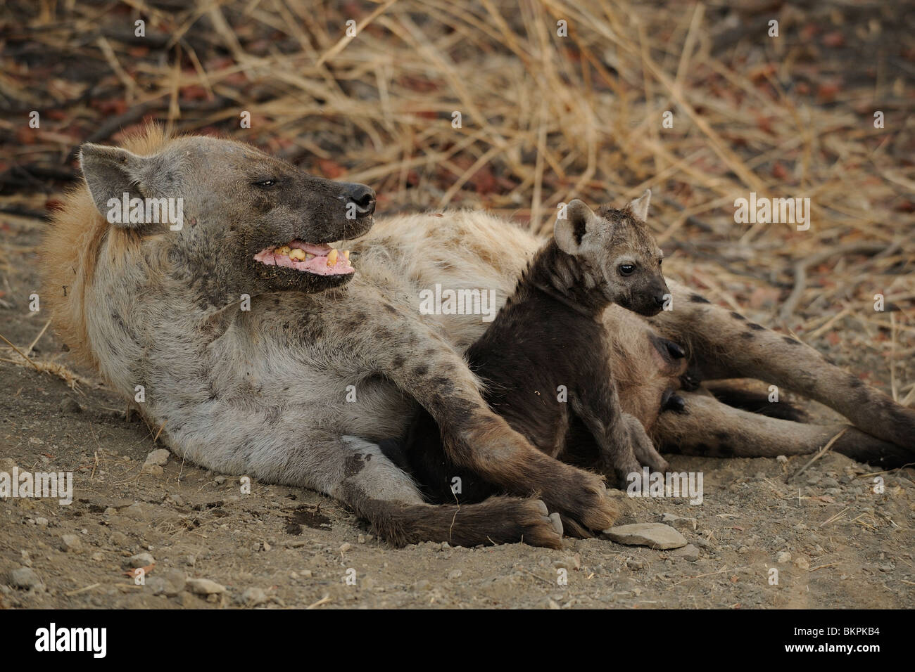 Spotted Hyena (Crocuta crocuta) mother with cub lying in sand Stock Photo