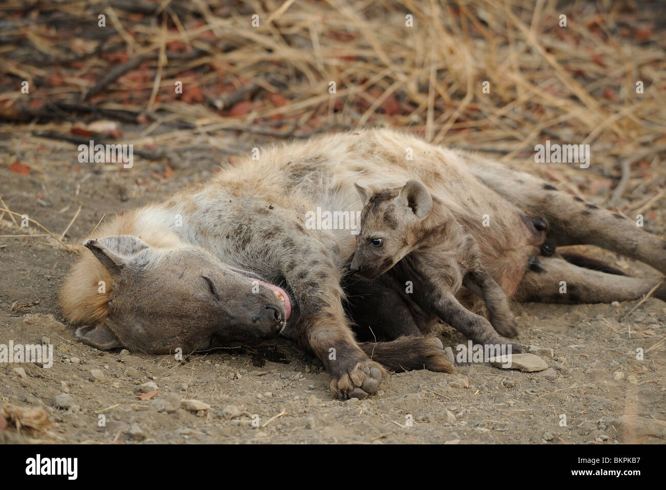 Gevlekte hyena moeder met jong liggend in zand, Spotted hyena mother with cub laying in sand Stock Photo