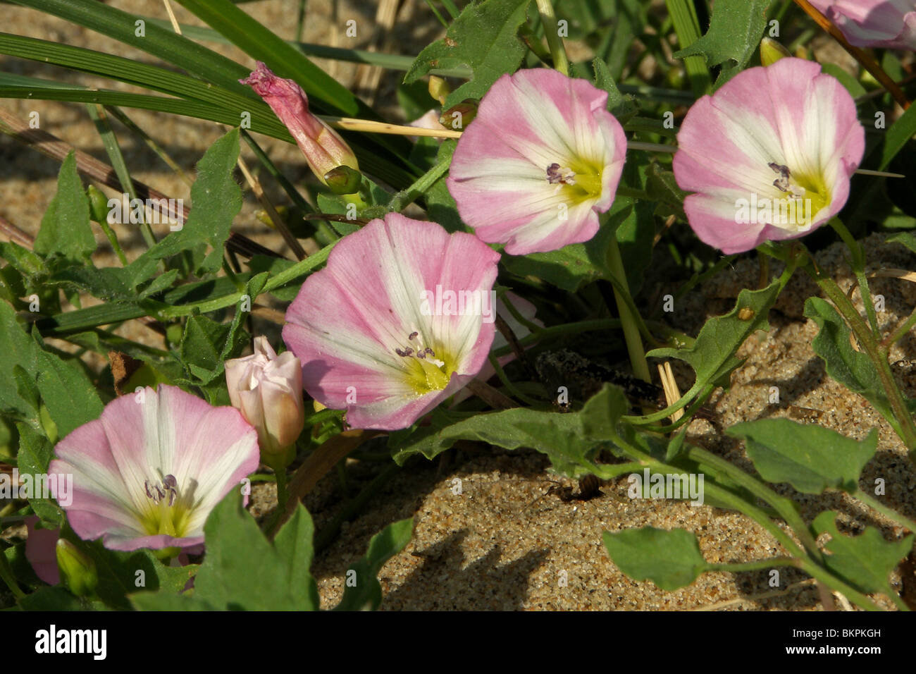 bloemen Stock Photo