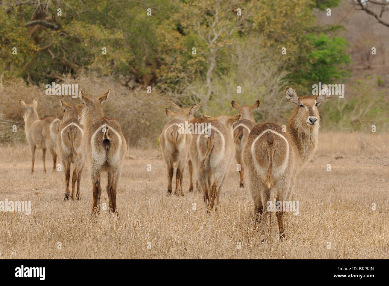 Group of adult females waterbuck in backview in African savanna landscape Stock Photo