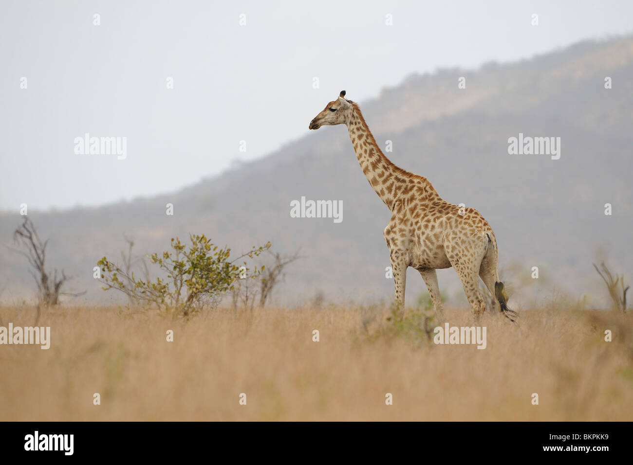 Adulte giraf staand in Afrikaans savannelandschap, Adult giraffe standing in African savanna landscape Stock Photo