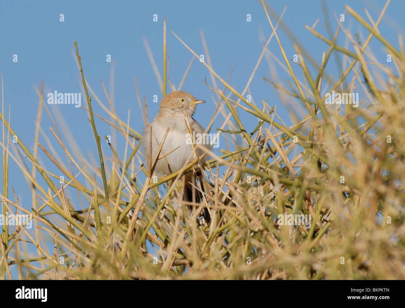 Afrikaanse woestijngrasmus in overwinteringsgebied Stock Photo