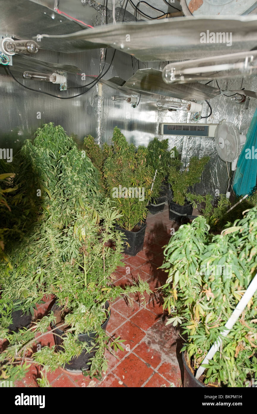 Illegal cannabis plant growing farm Stock Photo Alamy