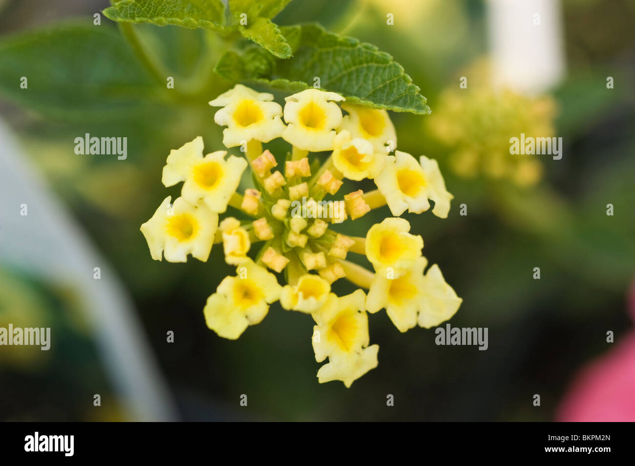 Yellow flowers of Lantana camara Stock Photo