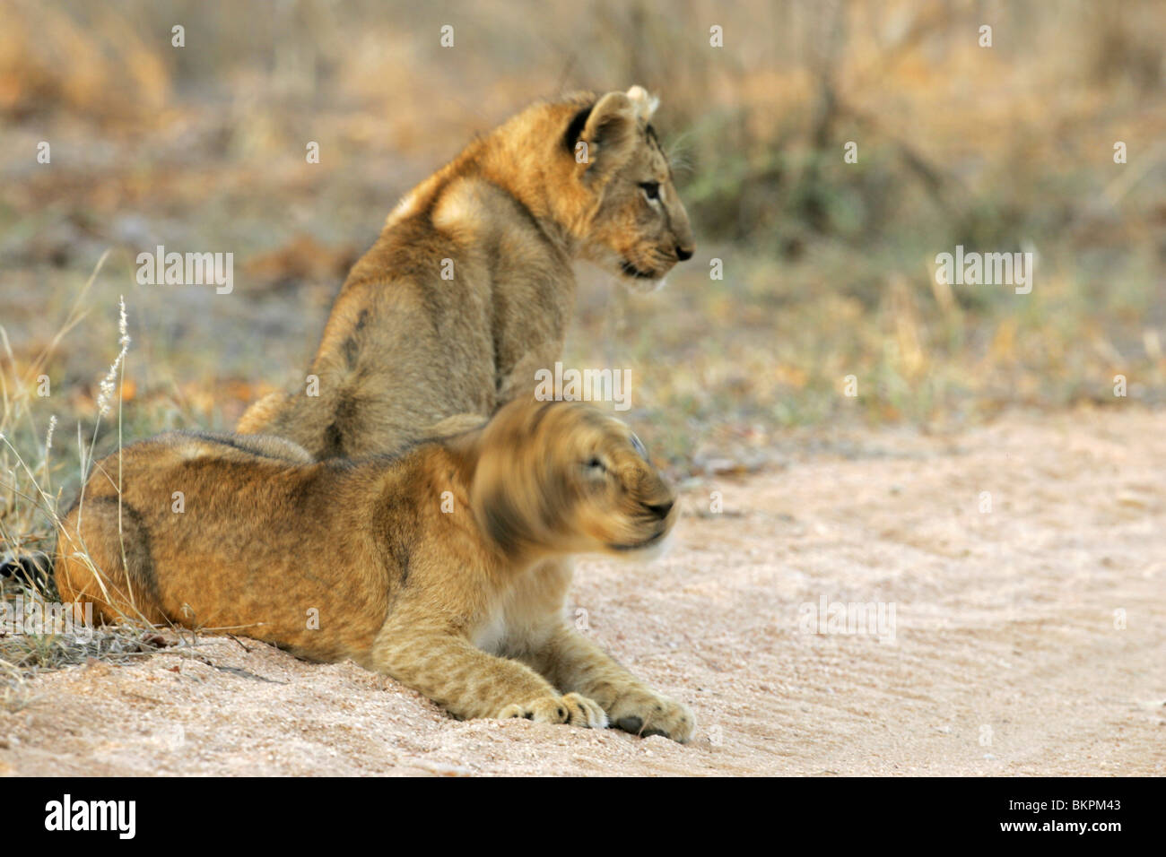African lion south africa hi-res stock photography and images - Alamy