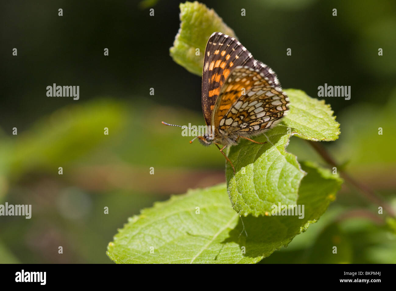 Woudparelmoervlinder; False-heath Fritillary Stock Photo