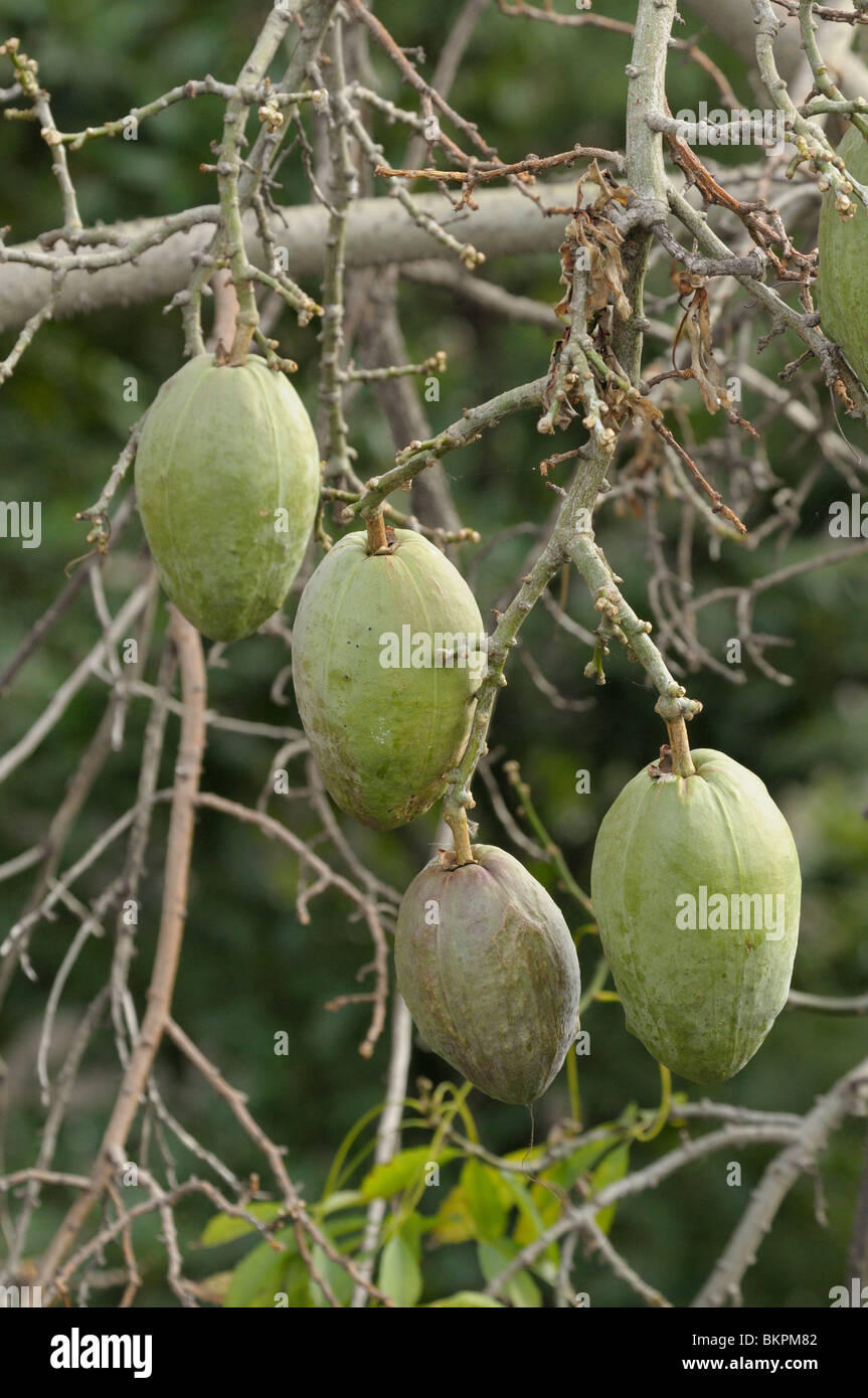 Fruits of kapok tree hires stock photography and images Alamy