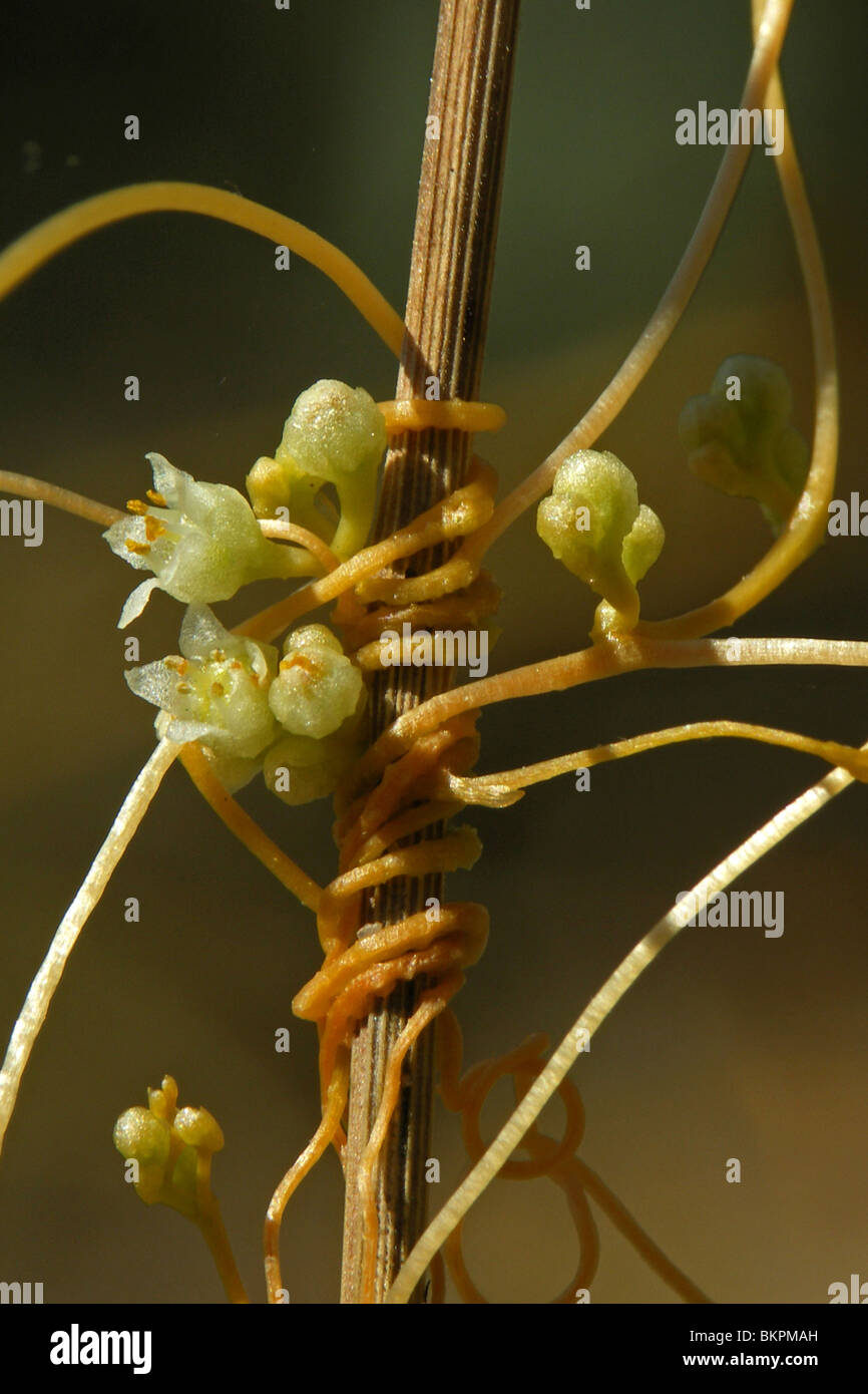 close up of the flowers of the large-seeded alfalfa dodder Stock Photo
