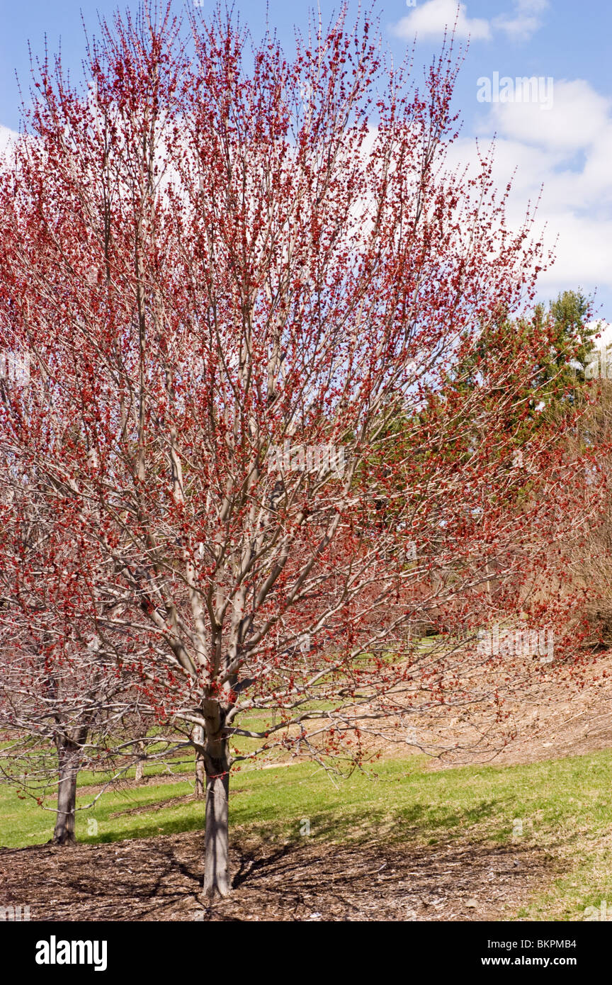 Red Maple Tree In Spring