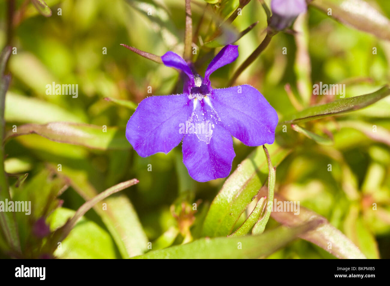 blue flower of Lobelia erinus 'Crystal Palace', Edging Lobelia, Lobeliaceae, Campanulaceae Stock Photo