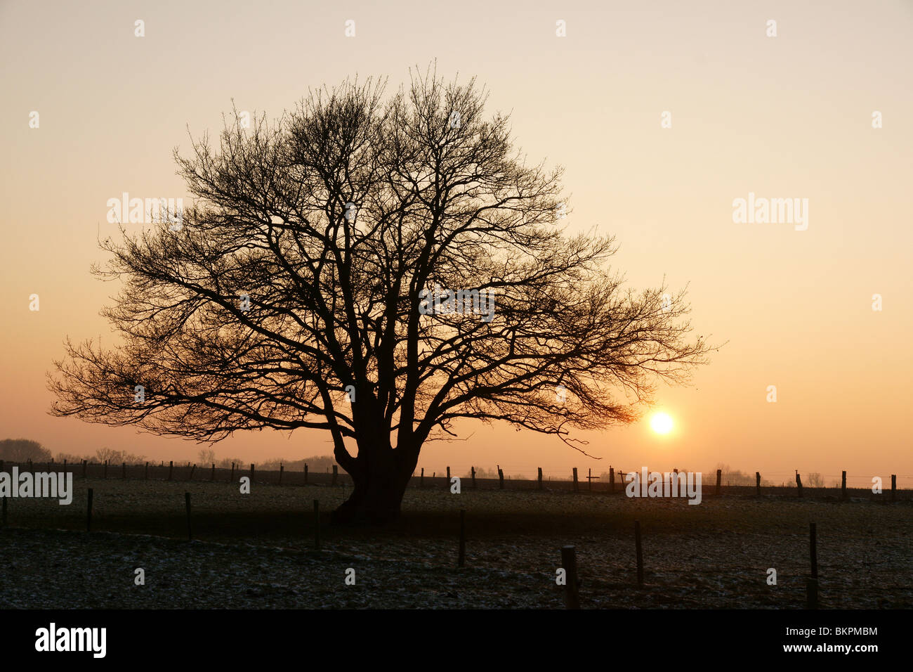 Lonely oak hi-res stock photography and images - Alamy