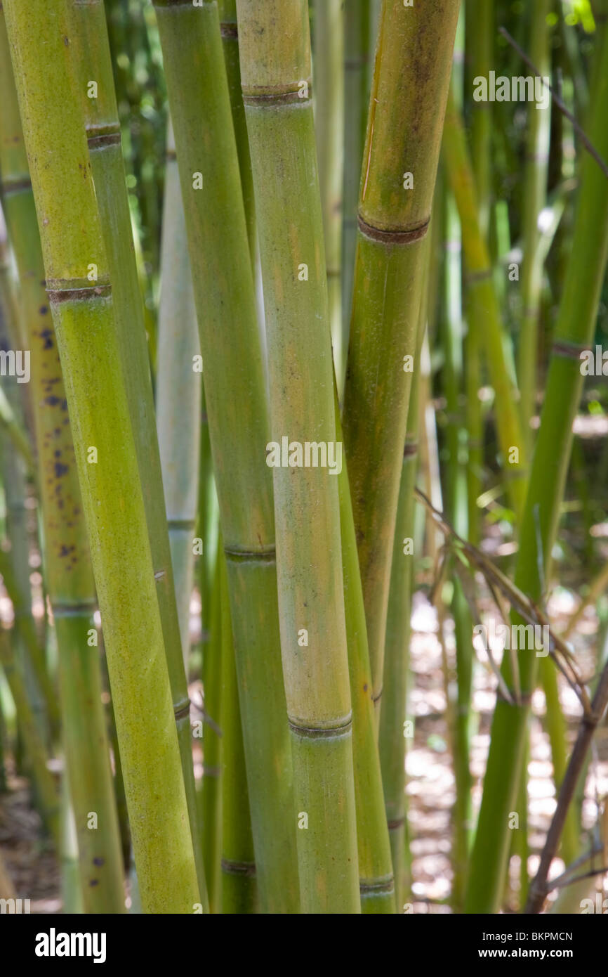 Bamboo stalks closeup hires stock photography and images Alamy