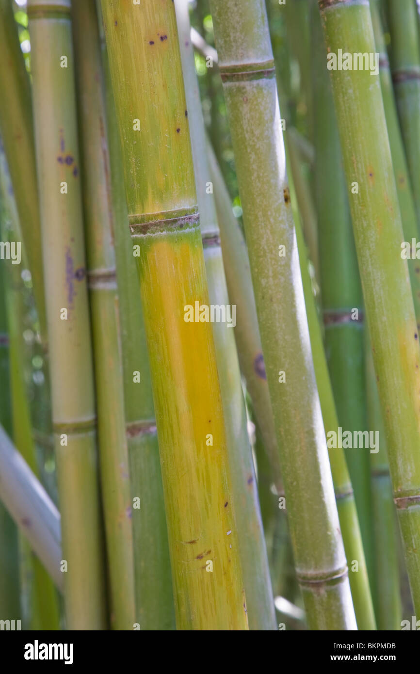 Green Bamboo Stalks Stock Photo Alamy