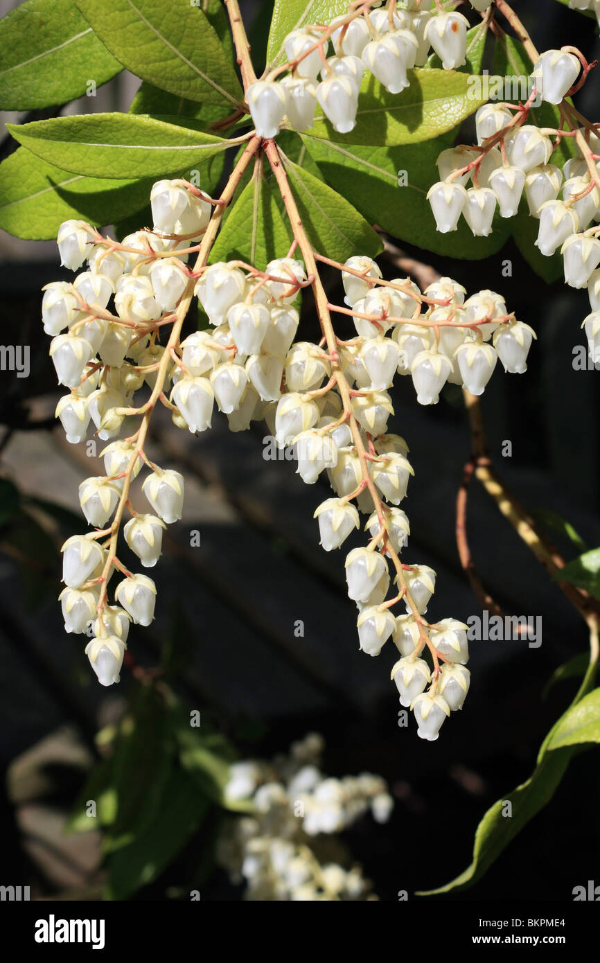 The white fragrant flower of the Pieris or Lily of the Valley shrub. Epsom, Surrey, England, UK