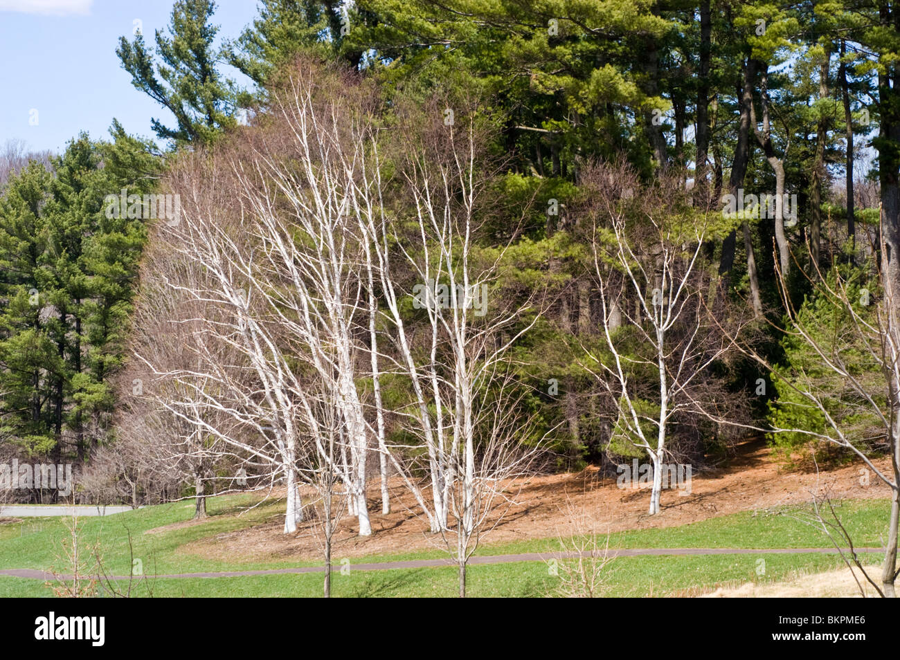 Betula papyrifera (Canoe Birch, Kenai Birch, Mountain Paper Birch,  Paperbark birch, Paper Birch, White Birch)