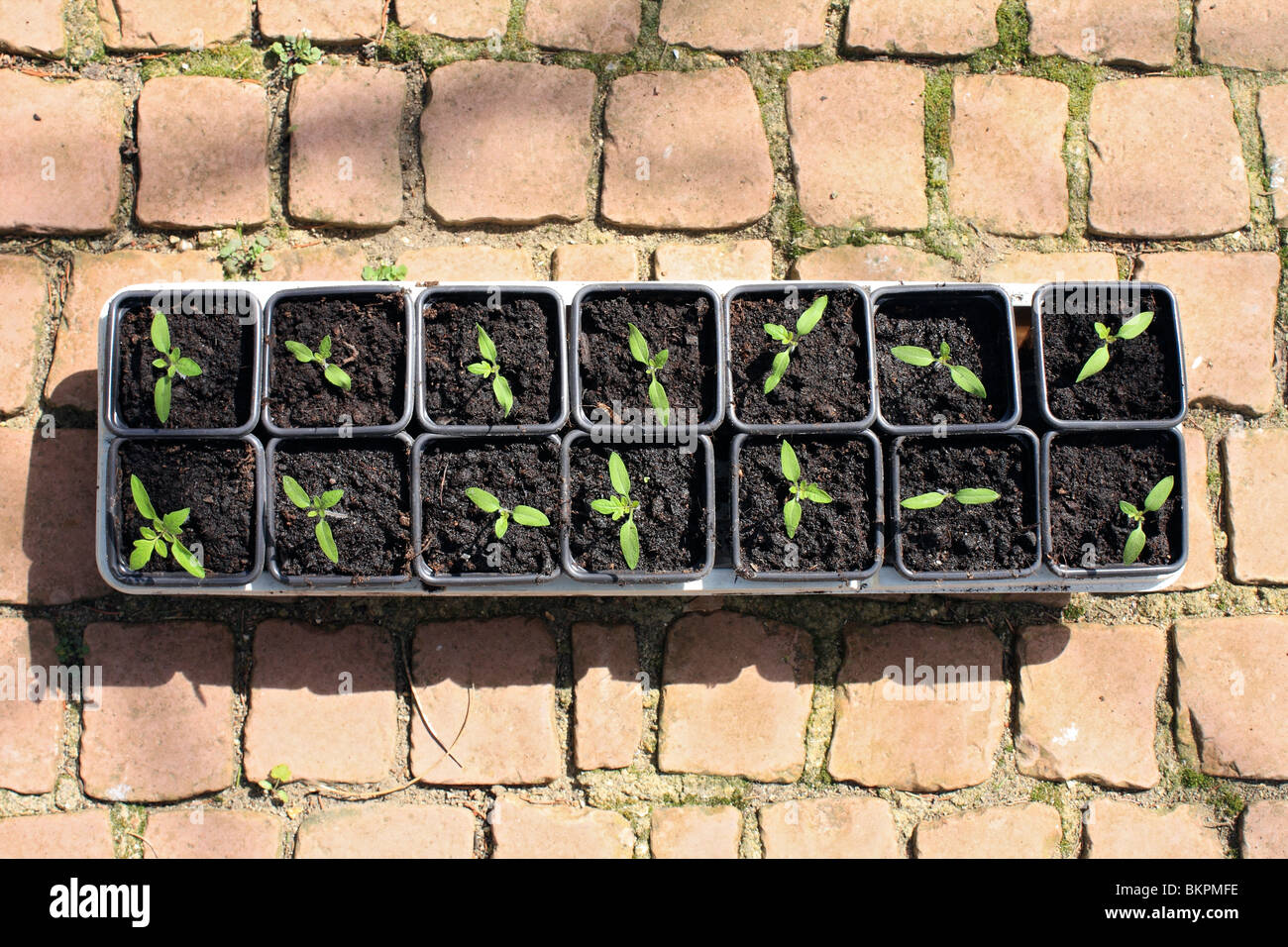 Gardener's Delight cherry tomato plants seedings in pots, Surrey