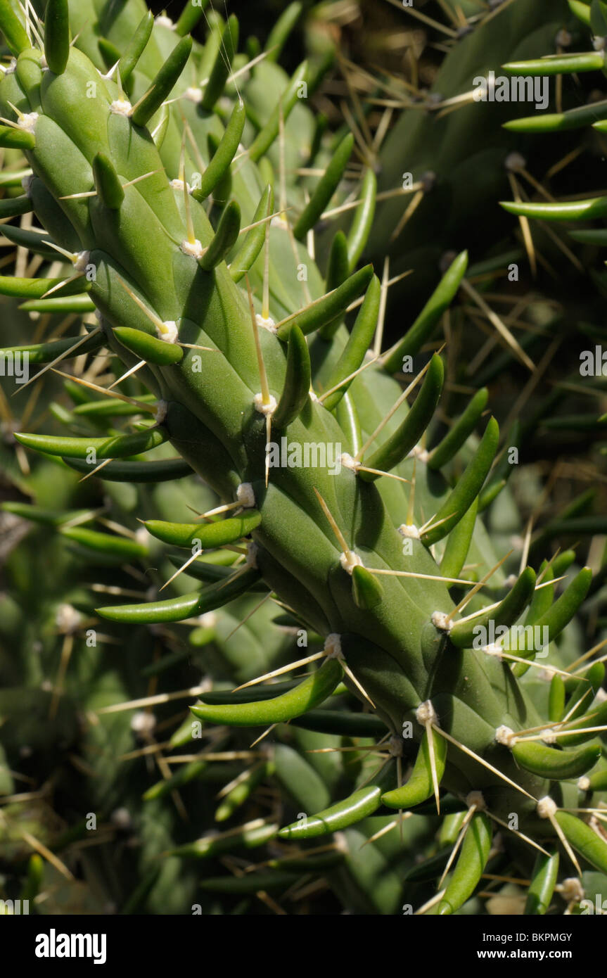 stam van opuntia subulata; stem from opuntia subulata Stock Photo