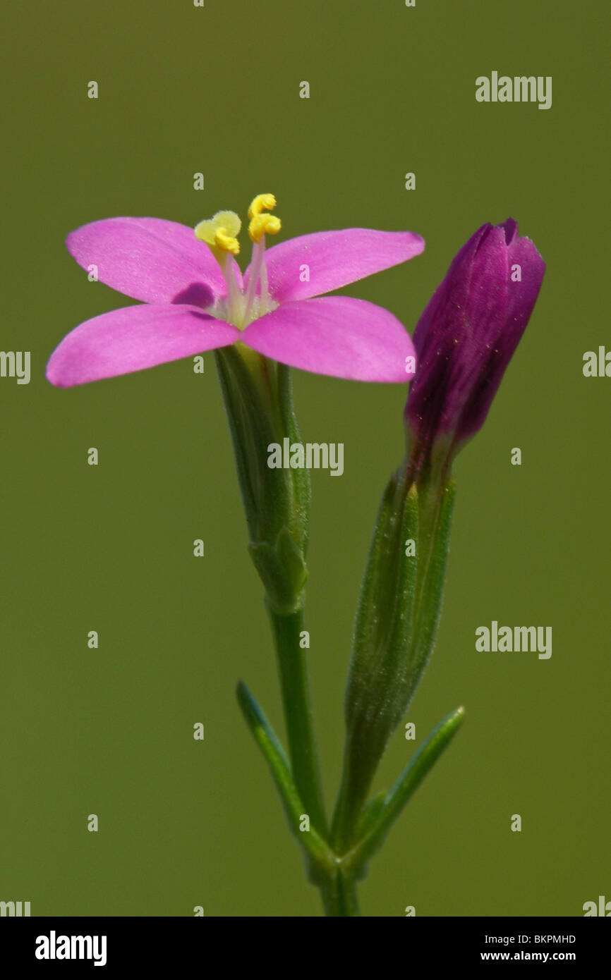 Close-up of a flower with 4 petals of Beach Centaury Stock Photo