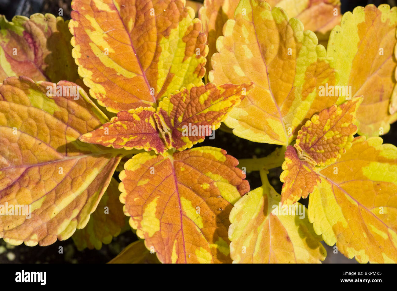 Close-up of the vibrant yellow and orange variegated leaves of coleus 'Freckle gold', Solenostemon scutellarioides plant in a garden setting. Stock Photo
