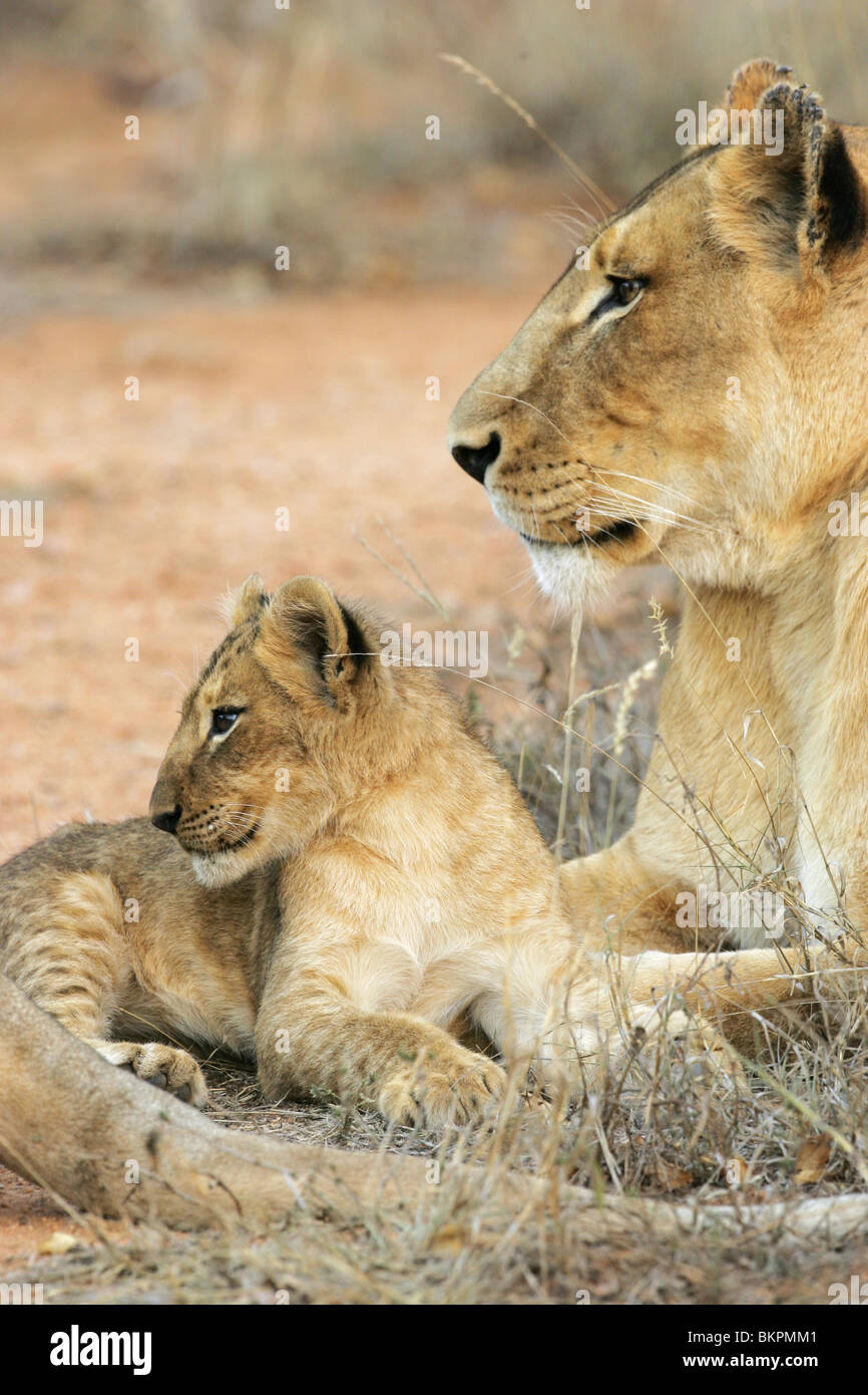 African lion cub hi-res stock photography and images - Alamy