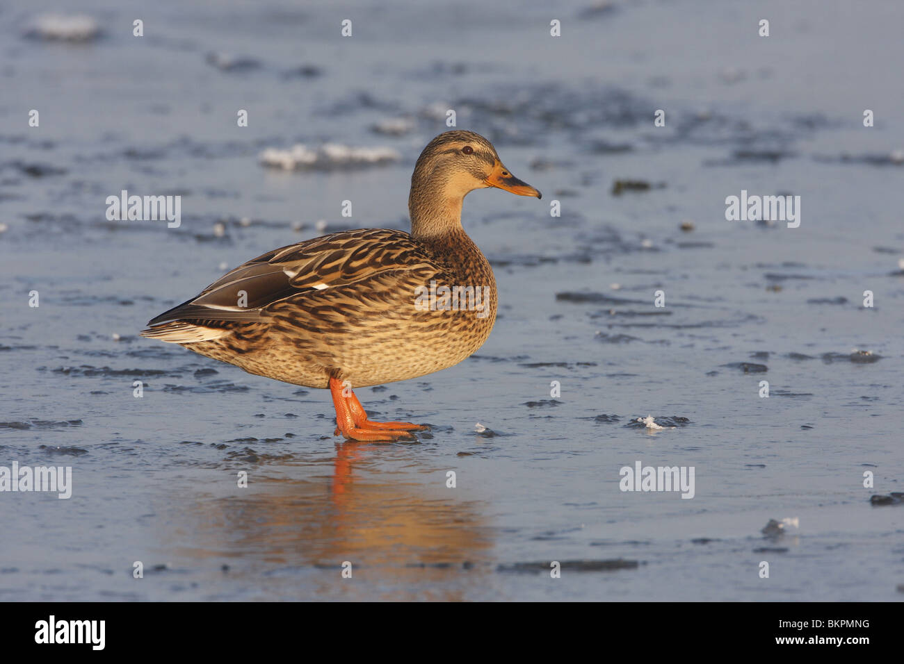 Wilde eend vrouwtje op het ijs hi-res stock photography and images - Alamy, image size:1300x956