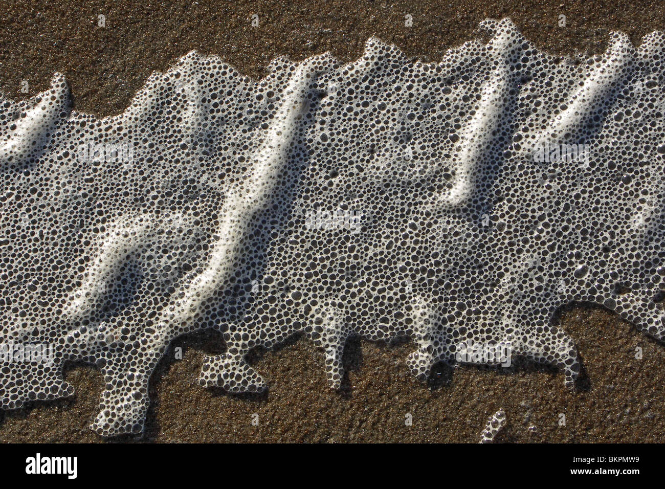 algenschuim op het strand Stock Photo