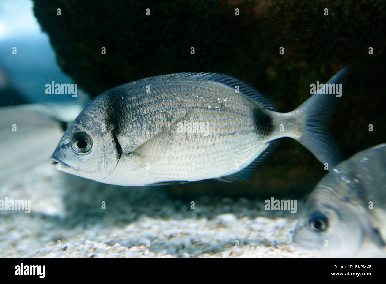 Diplodus vulgaris white sea bream Mediterranean fish Stock Photo