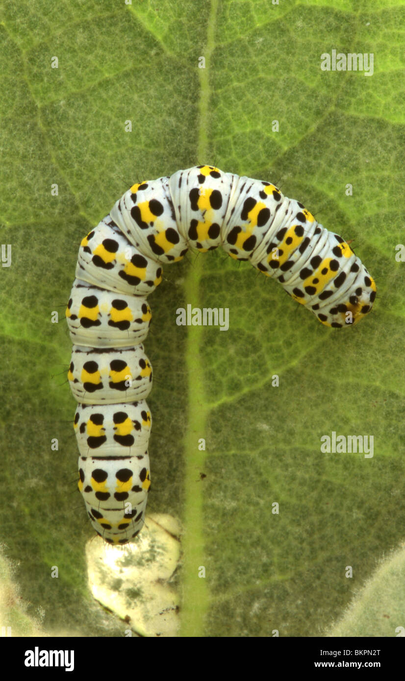 White caterpillar of Mullein Moth with black and yellow dots on leave Mullein Stock Photo