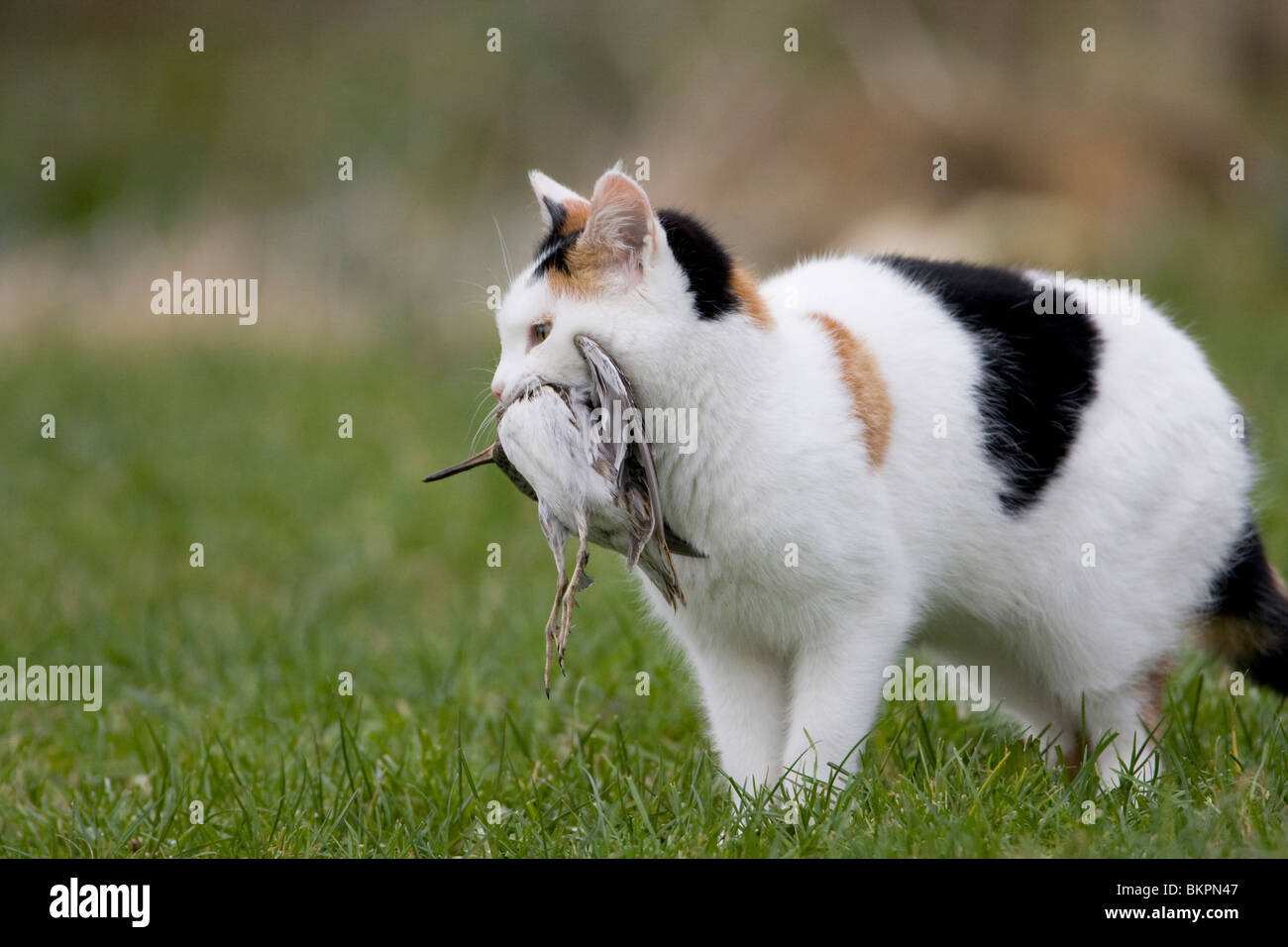 Boerenkat doodt watersnip; Cat kills common snipe Stock Photo