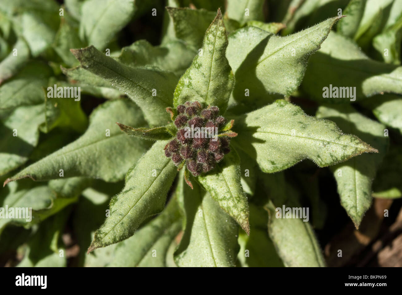 Bethlehem Sage, Jerusalem Sage, Lungwort, Pulmonaria High Contrast, Boraginaceae Stock Photo