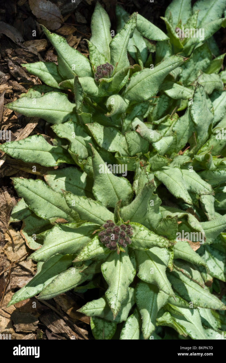 Bethlehem Sage, Jerusalem Sage, Lungwort, Pulmonaria High Contrast, Boraginaceae Stock Photo