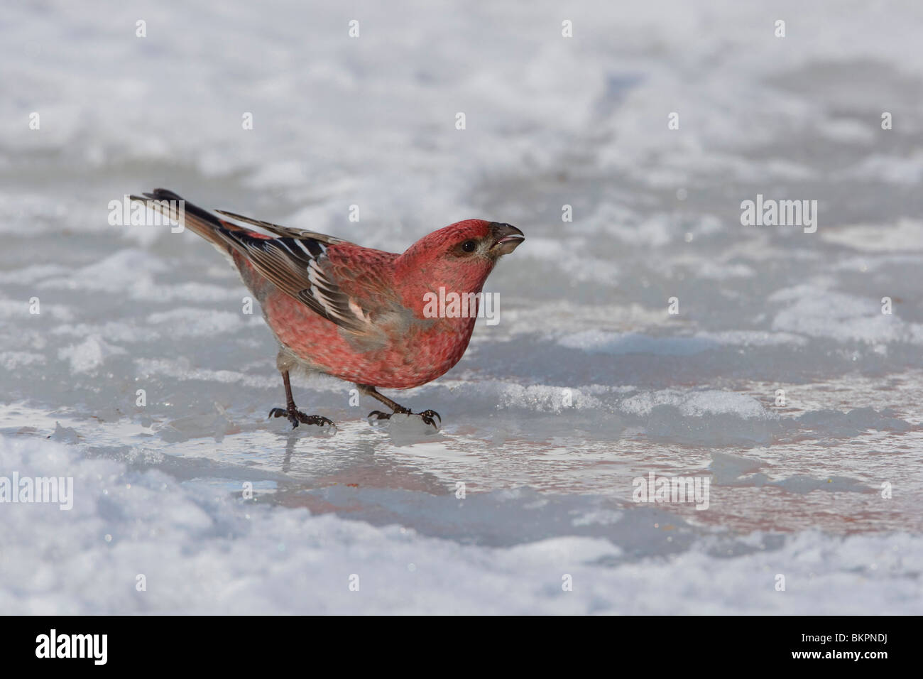 Drinkend van de gesmolten sneeuw; Drinking from the melting snow Stock