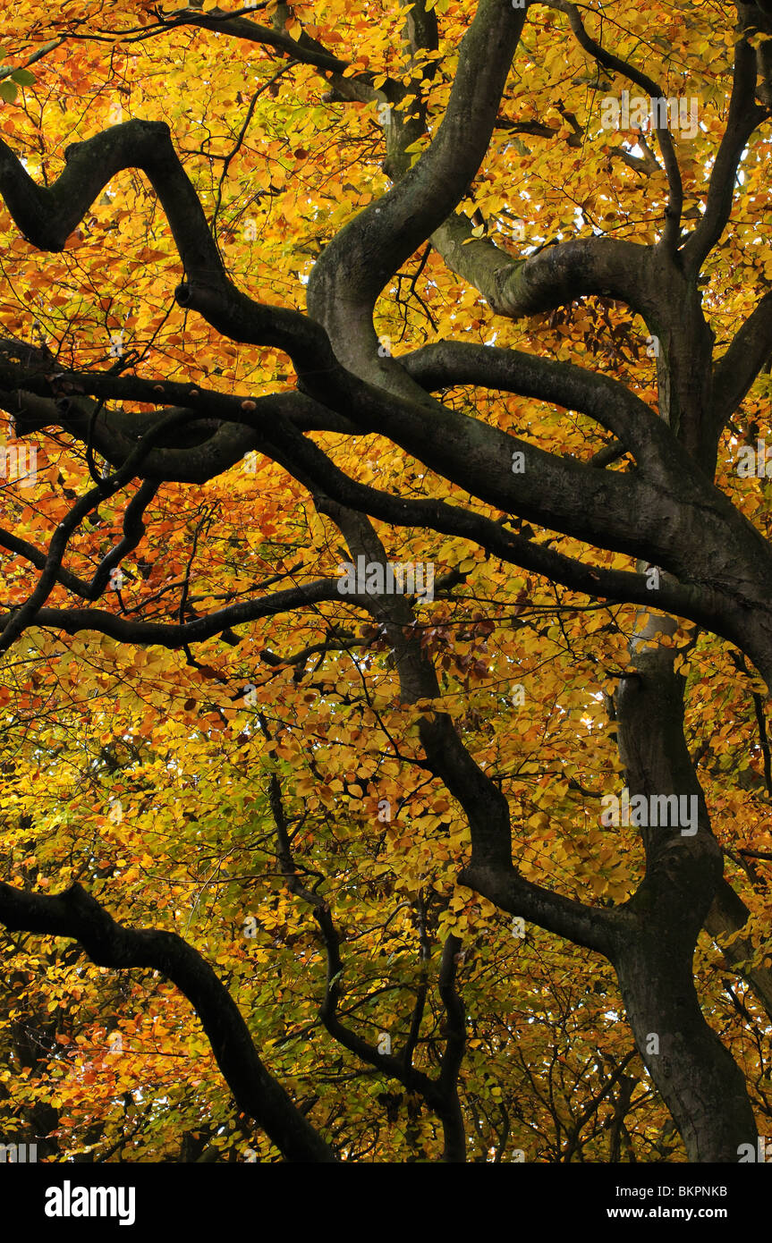 Branches and yellow autumn leaves of beech tree Stock Photo - Alamy