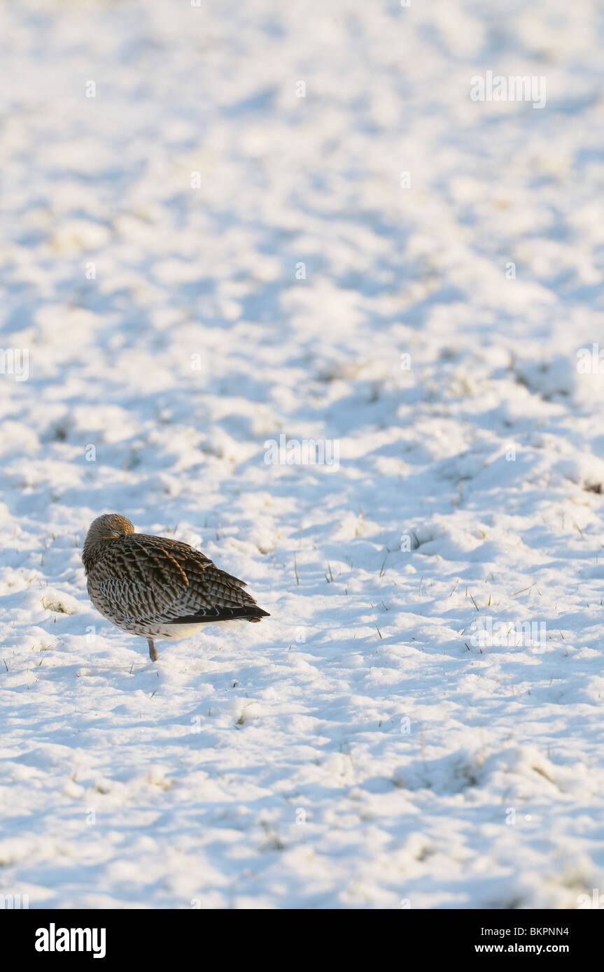 Wulp eenzaam slapend in de sneeuw; Lonely Curlew sleeping in the snow Stock Photo